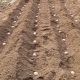 Hvor langt skal man plante kartofler?