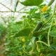 What is the distance to plant cucumbers in the greenhouse and greenhouse?