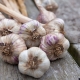 Sfumature dell'aglio invernale in crescita