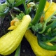 Descrizione della zucchina kruknek e della sua coltivazione