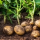 Odkud brambory pocházejí?