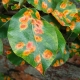 ¿Por qué apareció óxido en las hojas y qué hacer?