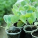 种植和种植卷心菜幼苗