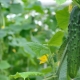 Komkommers in de volle grond planten