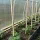 Plantar pepinos en invernadero.