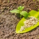 Regler og metoder til plantning af agurker