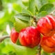 All about the Barbados cherry