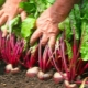 All about planting beets