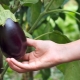 Alt om dyrkning af aubergine