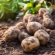 Vše o pěstování brambor