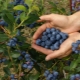 所有关于种植花园蓝莓
