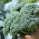 Dyrkning og pleje af broccoli på åben mark
