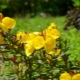 زهرة الربيع المسائية الصفراء المعمرة