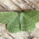 Zelený můra motýli