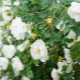 Witte rozenbottel en de teelt ervan