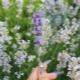 How and how to feed lavender?