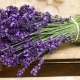 Wie unterscheidet sich Salbei von Lavendel?