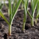 What can you plant after garlic?