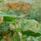 Hvad er fusarium, og hvordan behandler man planter?