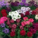 What is perennial verbena and how to grow it?
