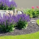 Wo pflanzen Sie Lavendel in Ihrem Sommerhaus?