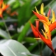 Heliconia and its cultivation