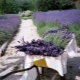 How and when to prune lavender?