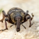 Hoe zich te ontdoen van snuitkevers in een appartement?