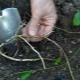 Hvordan slipper man af med bindweed i haven?