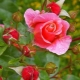 Wie unterscheidet man eine Rose von einer Hagebutte?