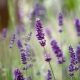 Wie verpflanzt man Lavendel?