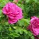 Comment planter une rose sur une rose musquée ?