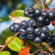 Comment propager l'aronia ?