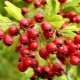 What does a hawthorn look like and how to plant it?