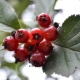 What does blood red hawthorn look like and how to grow it?