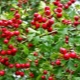 What does common hawthorn look like and how to grow it?