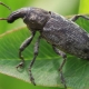 Wie sieht ein Rüsselkäfer aus und wie wird man ihn los?