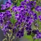 What does a duranta look like and how to grow it?