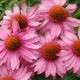What does echinacea look like and how to grow it?