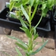 Hvordan ser estragon ud, og hvordan dyrker man en plante?
