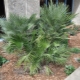chamerops 是什么样子以及如何种植棕榈树？