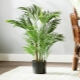 Wie sieht Chrysalidocarpus aus und wie züchtet man eine Pflanze?