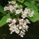 What does bignoniform catalpa look like and how to grow it?