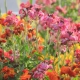 Wie sieht Lacfiol aus und wie züchtet man Blumen?
