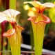 What does sarracenia look like and how to care for it?