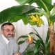 Hvordan dyrker man en banan derhjemme?