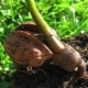 Hoe walnoten thuis van walnoten te laten groeien?