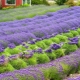 Hoe lavendel uit zaden te laten groeien?
