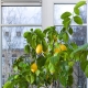 How to grow a lemon from a seed at home?