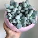 What is pachyphytum and how to grow it?